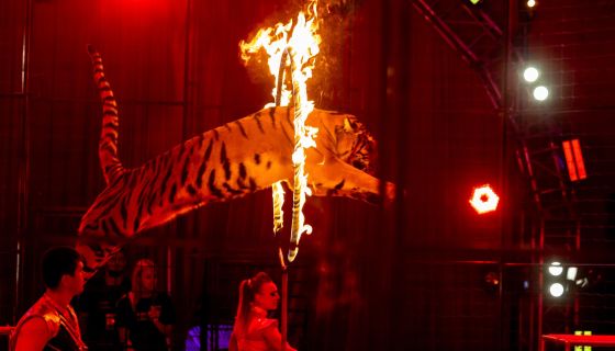 Цирк-шапито «Виват»