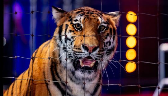 Цирк-шапито «Виват»