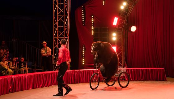 Цирк-шапито «Виват»