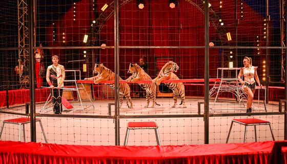 Цирк-шапито «Виват»