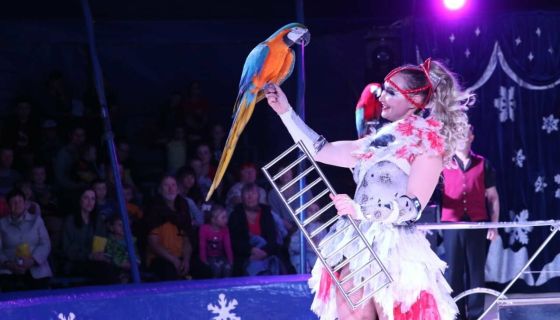 Цирк на льду «Grand Safari»