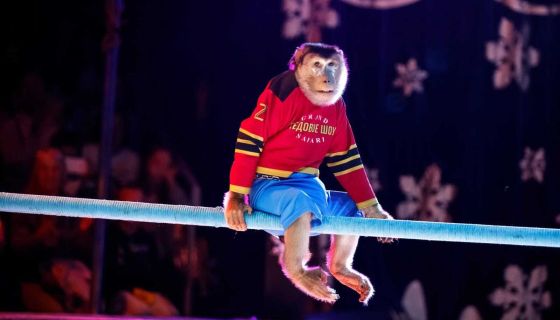 Цирк на льду «Grand Safari»